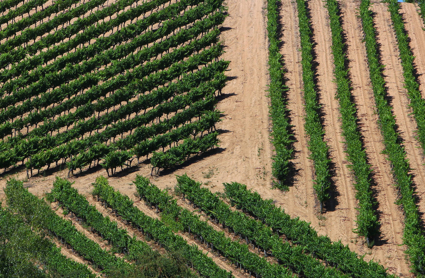 El Consorcio Provincial de Turismo y Leonoticias realizan un recorrido por las tierras vitivinícolas de la provincia para conocer de cerca la DO Bierzo y la Do León dos zonas con denominación de origen 