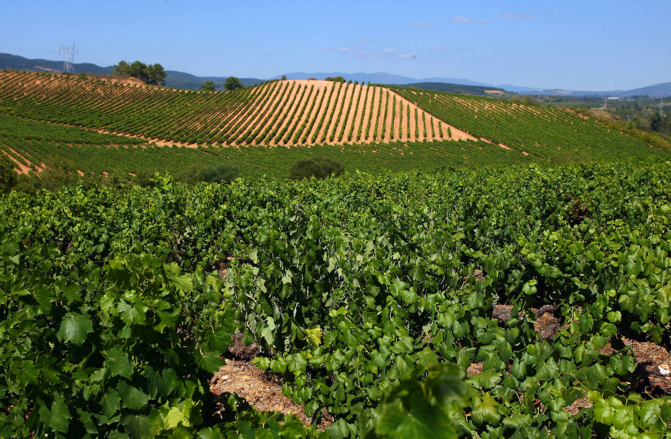 El Consorcio Provincial de Turismo y Leonoticias realizan un recorrido por las tierras vitivinícolas de la provincia para conocer de cerca la DO Bierzo y la Do León dos zonas con denominación de origen 