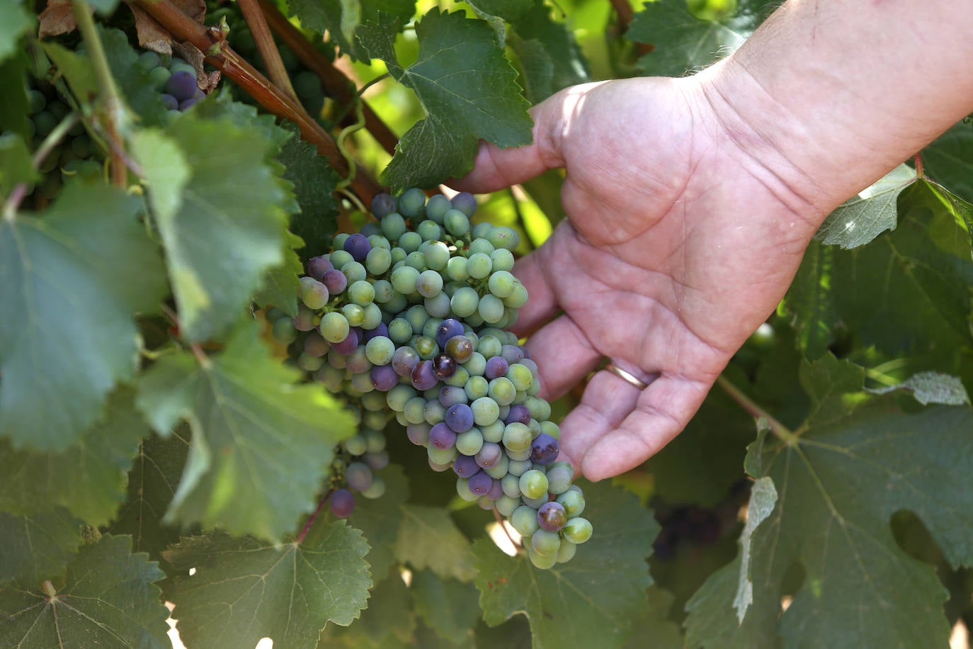 El Consorcio Provincial de Turismo y Leonoticias realizan un recorrido por las tierras vitivinícolas de la provincia para conocer de cerca la DO Bierzo y la Do León dos zonas con denominación de origen 