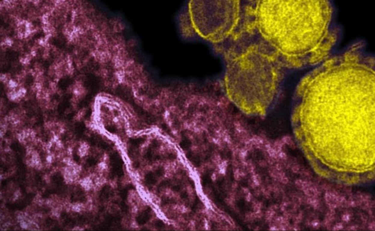 Encuentran coronavirus «viable» en el aire a cinco metros de un paciente