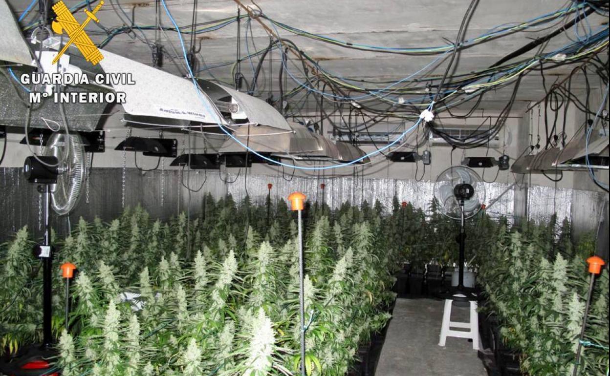 Plantación de marihuana en Yuncos.
