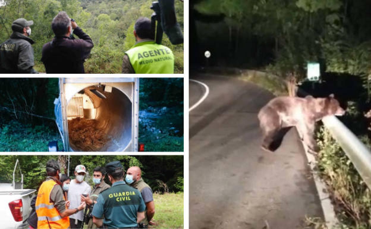 El oso de Santiago, en la carretera