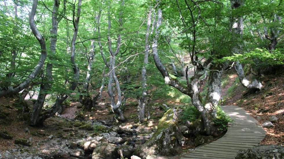 Los hayedos son los protagonistas de el bosque de El Faedo.