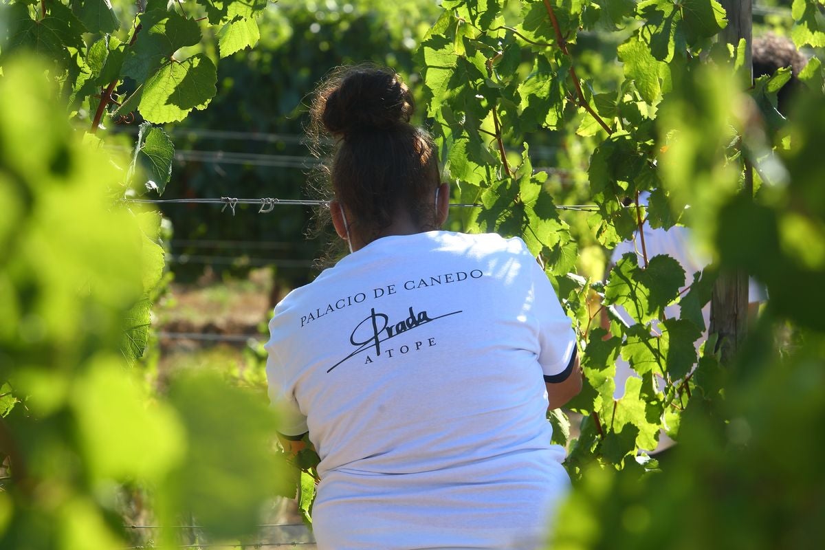 El Palacio de Canedo inicia la vendimia de las variedades de godello y chardonnay.