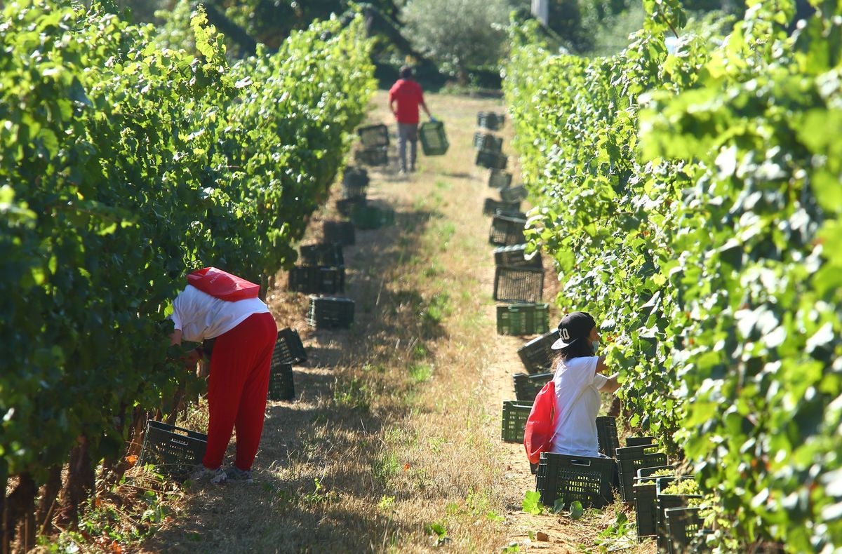 El Palacio de Canedo inicia la vendimia de las variedades de godello y chardonnay.