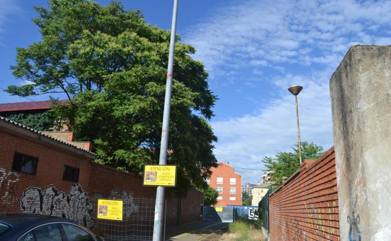 El árbol chino preocupa al PP en el Ayuntamiento. 
