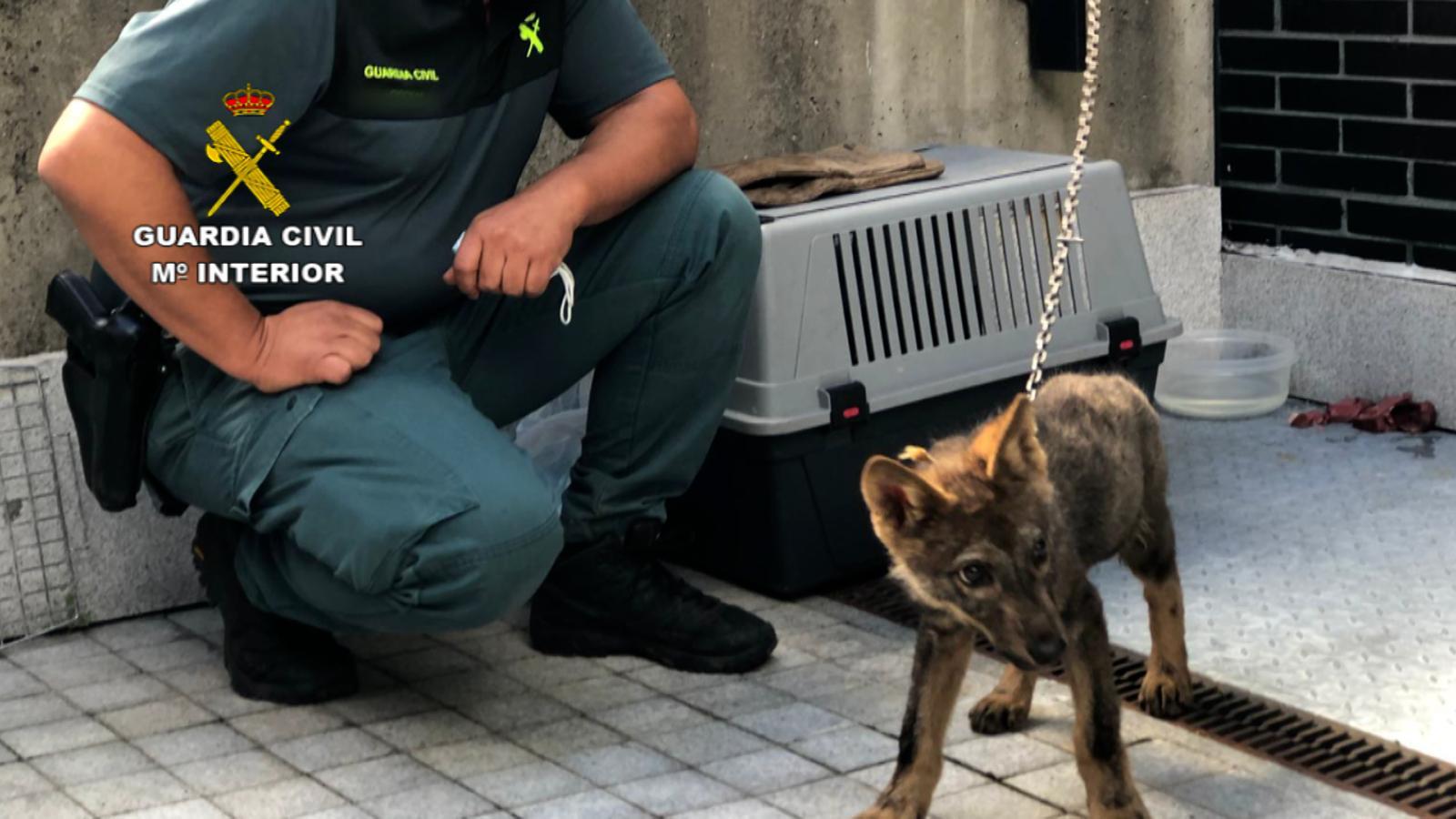 Fotos: Un cachorro de lobo en Abelgas de Luna