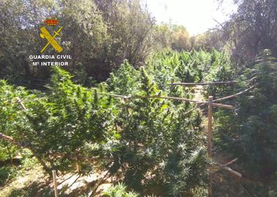 Imagen secundaria 1 - Ocho detenidos y 1.536 plantas de marihuana incautadas en la operación &#039;Bacenturión&#039;, la mayor de los úlitmos años en la provincia