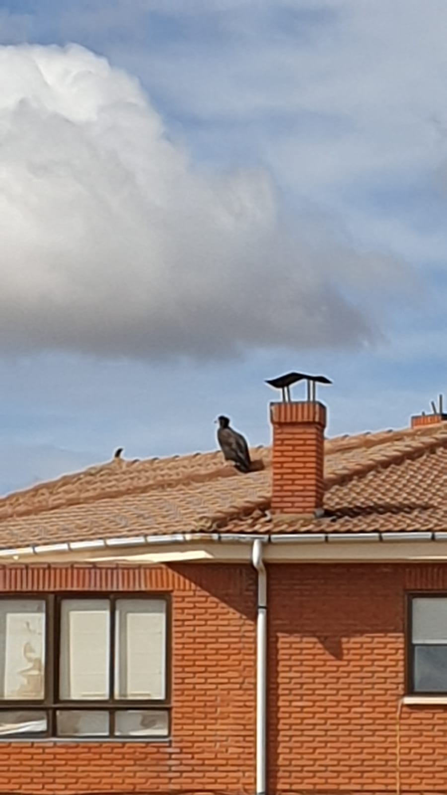 Fotos: Un buitre negro en Cembranos