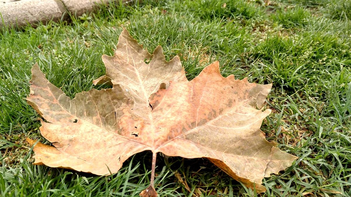 Fotos: El otoño llega el martes