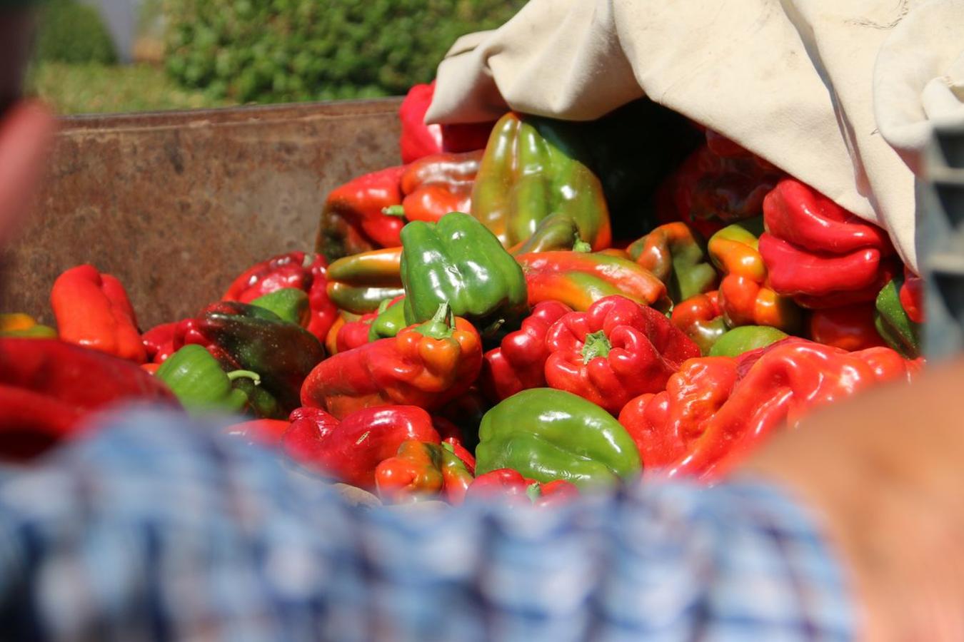 El pimiento de la huerta de Fresno de la Vega se caracteriza por su alta calidad y su gran sabor. 