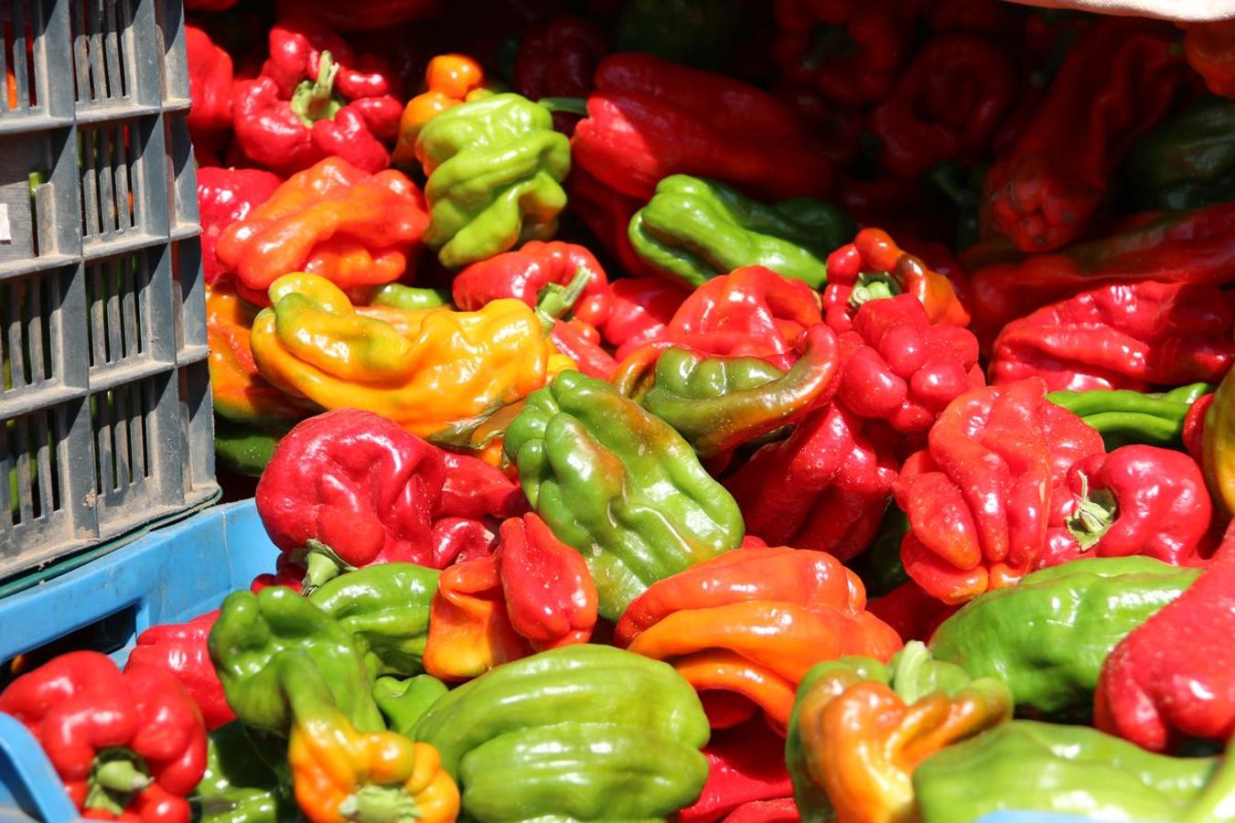 El pimiento de la huerta de Fresno de la Vega se caracteriza por su alta calidad y su gran sabor. 