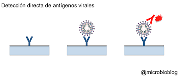 El test de antígenos funciona como un 'sándwich'