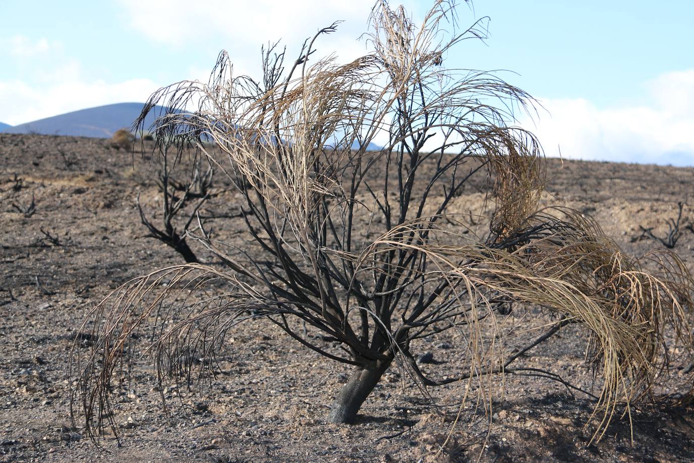 Fueron varios días de miedo, desolación y espanto para los vecinos de esta zona de la provincia de León.