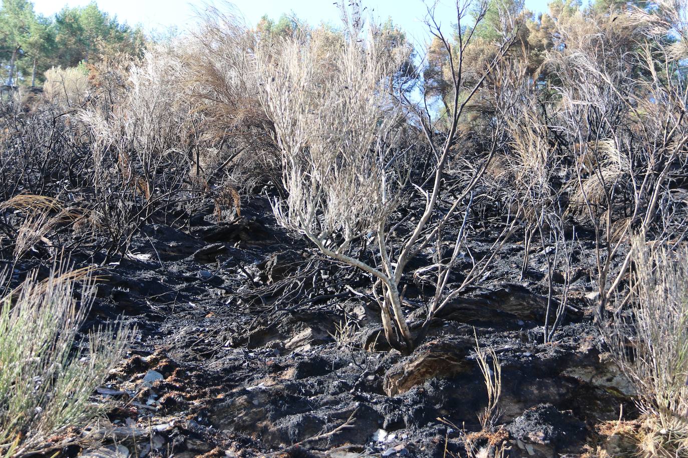 Fueron varios días de miedo, desolación y espanto para los vecinos de esta zona de la provincia de León.