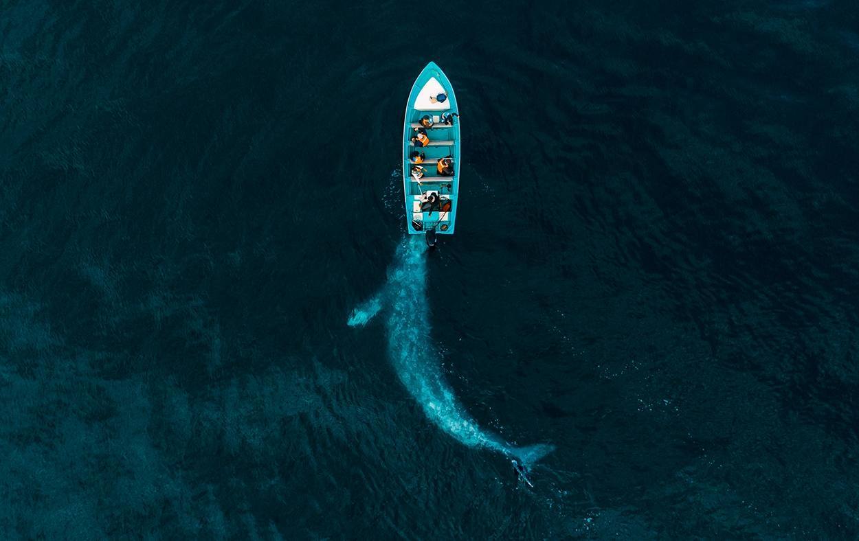 Ballena gris que empuja levemente un bote de turistas jugando con sus ocupantes.