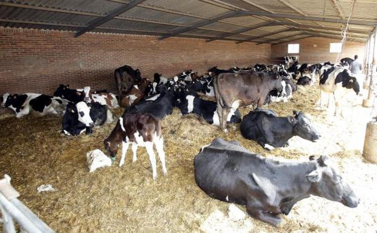 Suárez-Quiñones defiende la legalidad de las macrogranjas. 