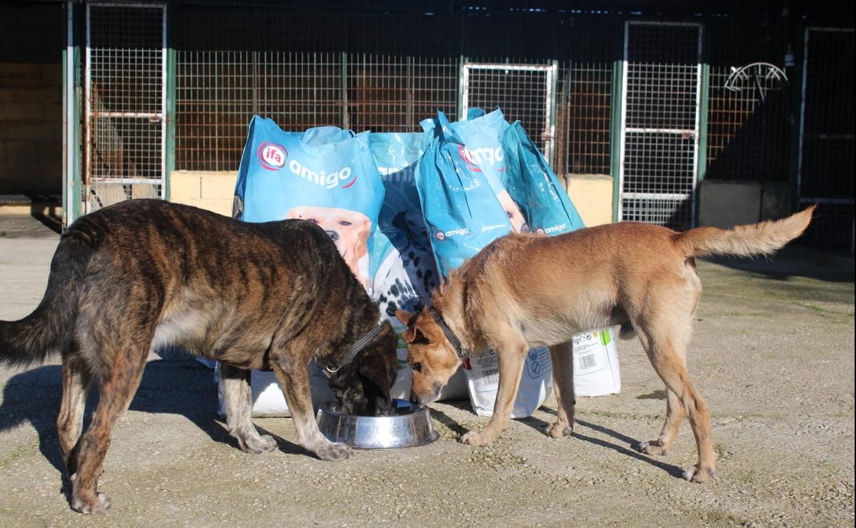 Dos perros comen con los alimentos de Gadis. 