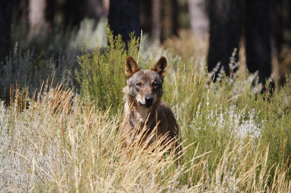 El objetivo final es probar la técnica en lobos en libertad. 