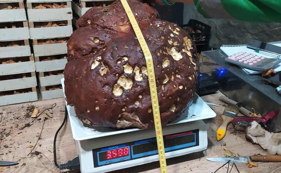 Un gran hallazgo de 3,5 kilos