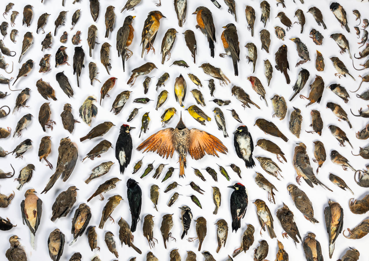 Imagen ganadora de la sección 'La naturaleza humana': Atrapados por gatos