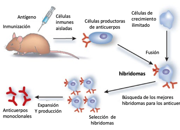 Figura 2. Esquema de la obtención de anticuerpos monoclonales a partir de hibridomas. 