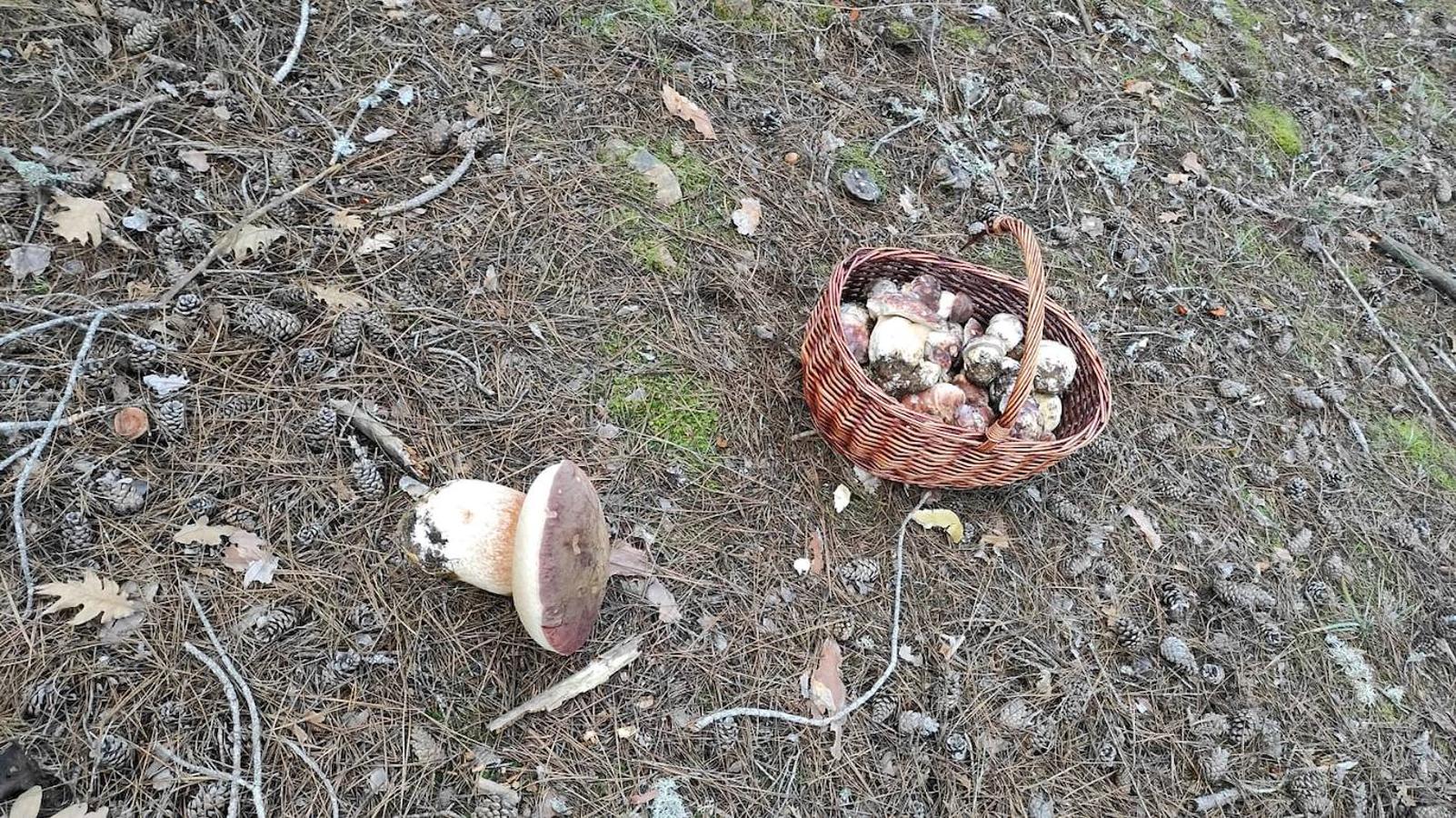 Antonio Puente ha encontrado un boletus de casi 3 kilos.