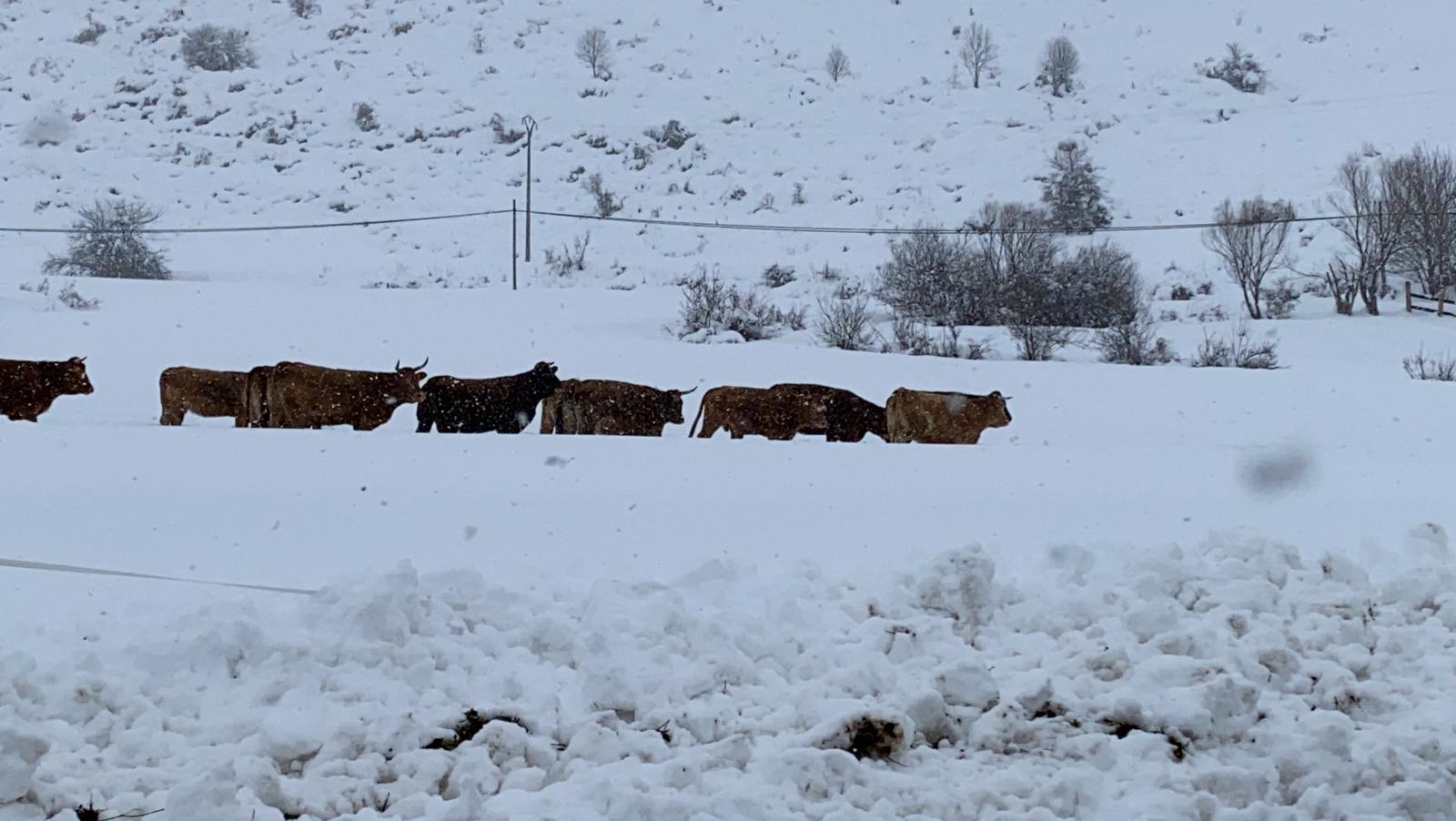 Fotos: La nieve tiñe de blanco el norte de la provincia