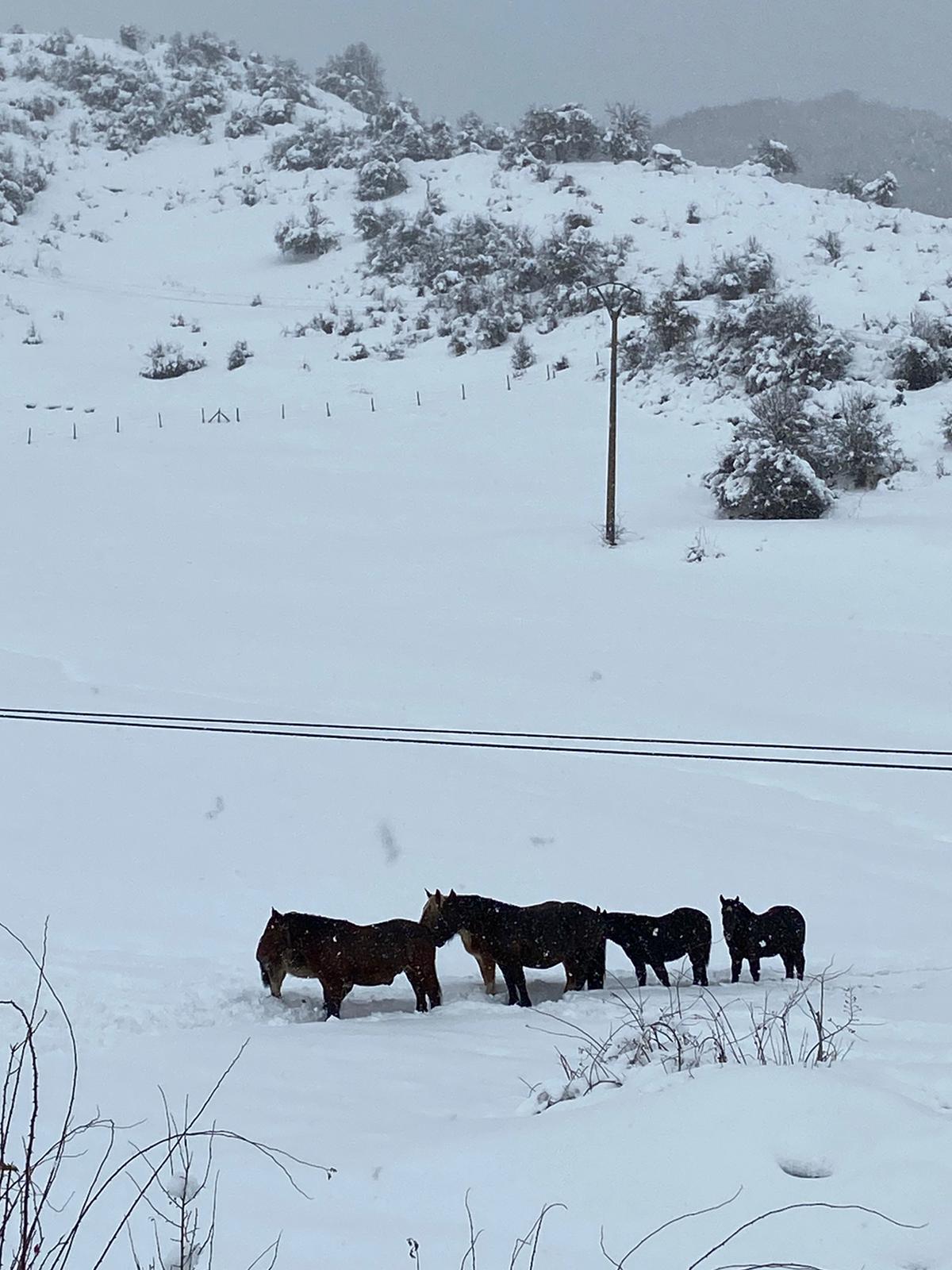 Fotos: La nieve tiñe de blanco el norte de la provincia