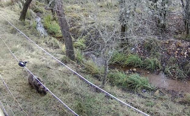 La osezna Éndriga, en su recinto de aclimatación. 