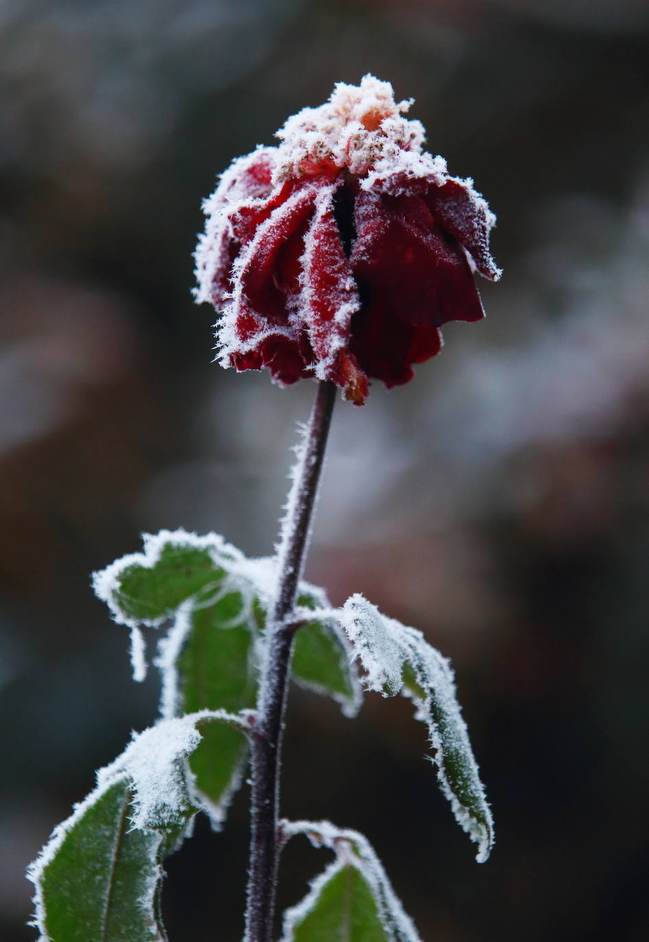 Fotos: Intensa helada en El Bierzo