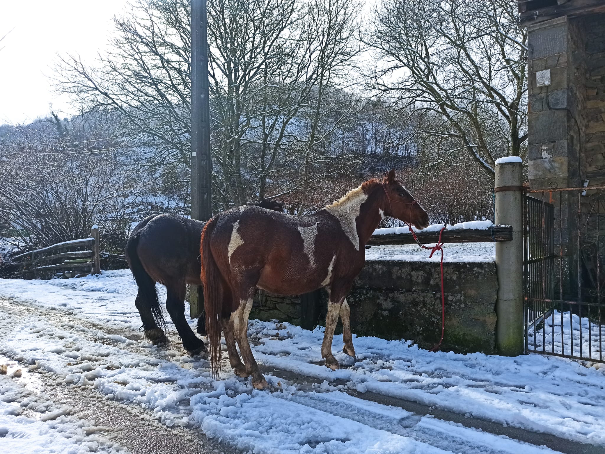 La nieve obliga a utilizar cadenas en dos puntos de la red principal de León y corta cuatro de la red de secundaria en León y Burgos. 