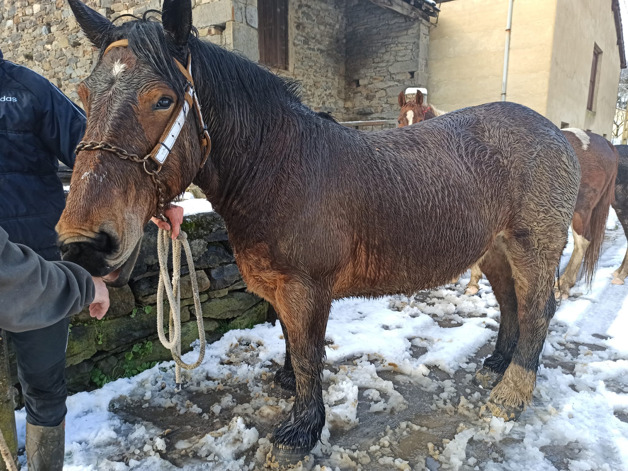 La nieve obliga a utilizar cadenas en dos puntos de la red principal de León y corta cuatro de la red de secundaria en León y Burgos. 