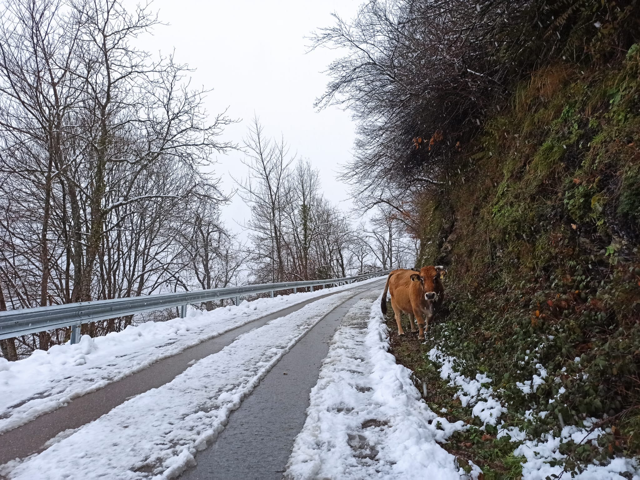 La nieve obliga a utilizar cadenas en dos puntos de la red principal de León y corta cuatro de la red de secundaria en León y Burgos. 