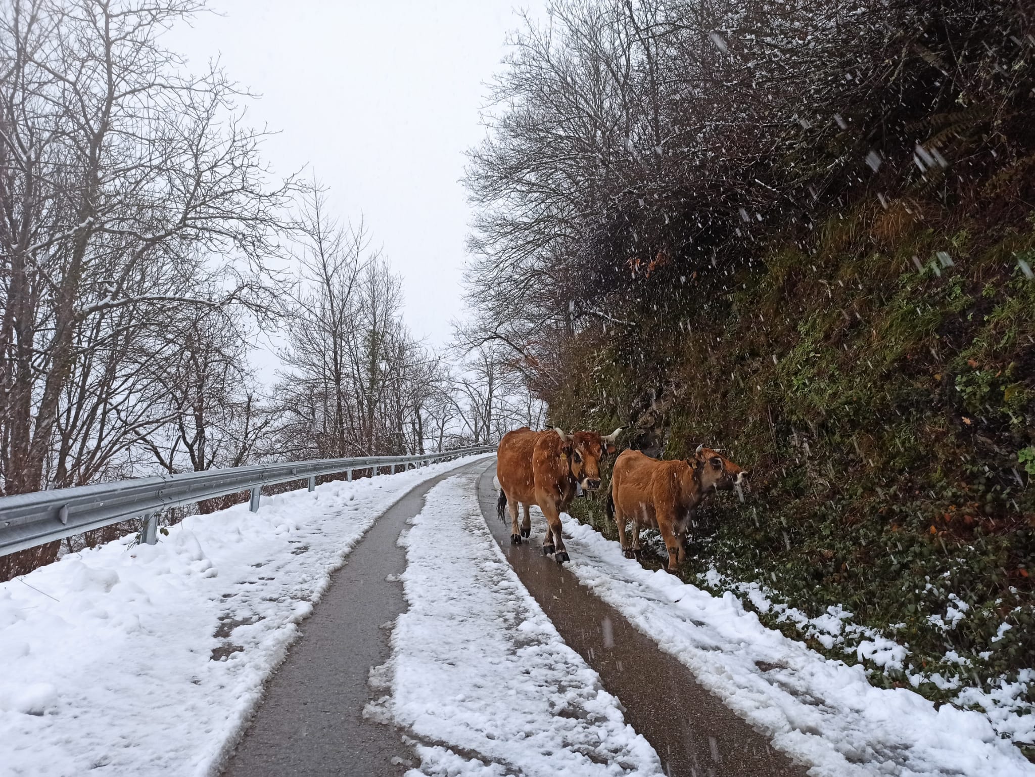 La nieve obliga a utilizar cadenas en dos puntos de la red principal de León y corta cuatro de la red de secundaria en León y Burgos. 