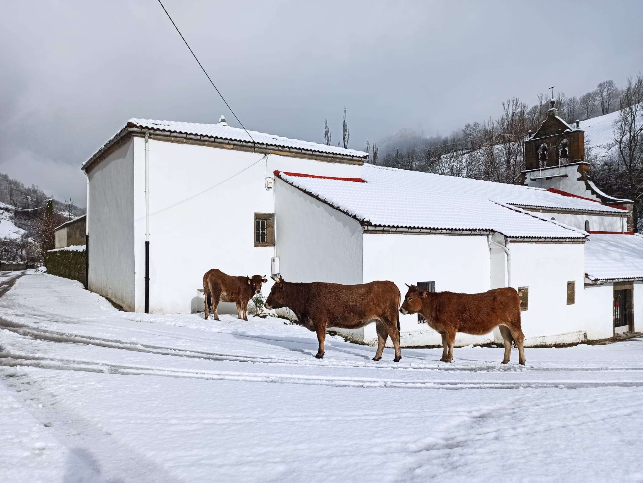 La nieve obliga a utilizar cadenas en dos puntos de la red principal de León y corta cuatro de la red de secundaria en León y Burgos. 