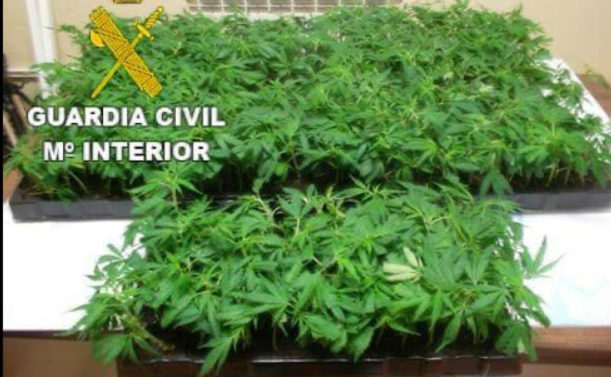 Plantas de marihuana intervenidas en la operación.