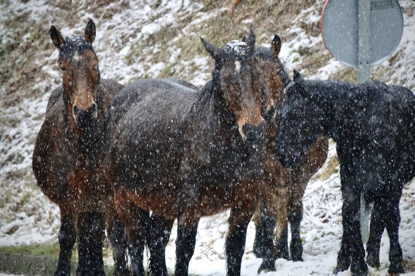 Fotos: Picos de Europa comienza el año bajo la nieve