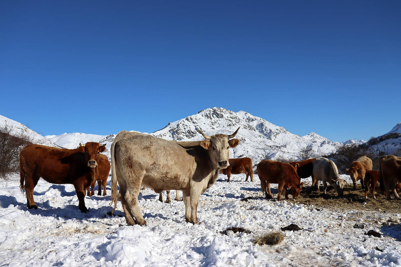 Fotos: La nieve deja imágenes sorprendentes en la montaña leonesa