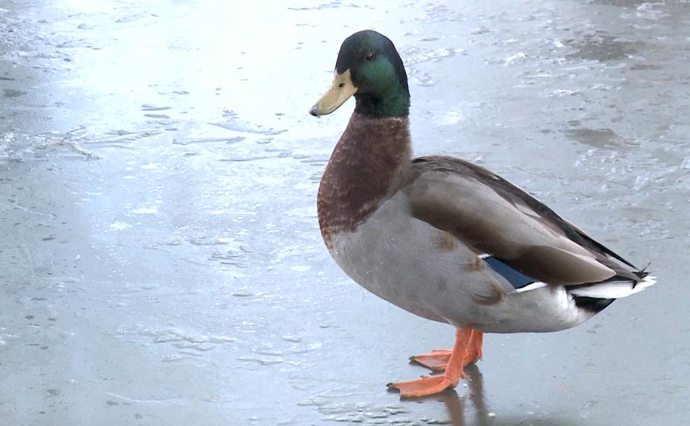 Uno de los patos sobre el estanque de León capital. 