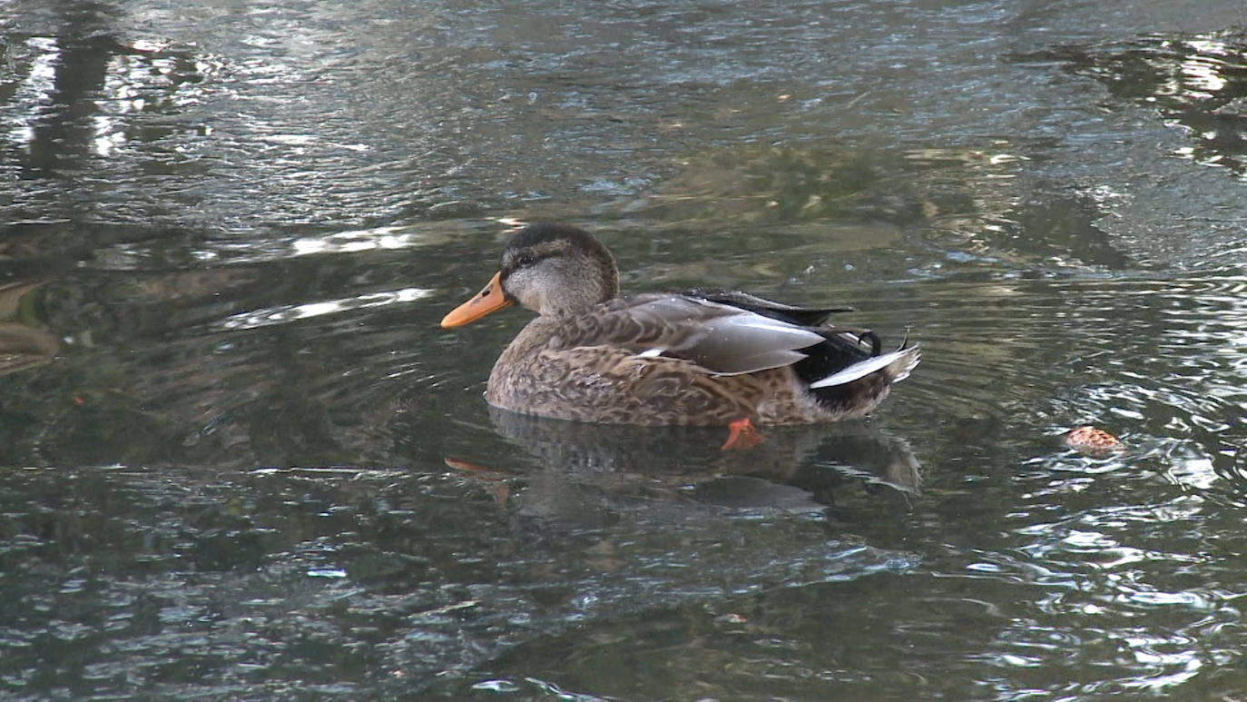 Fotos: Los patos que pasean sobre el agua