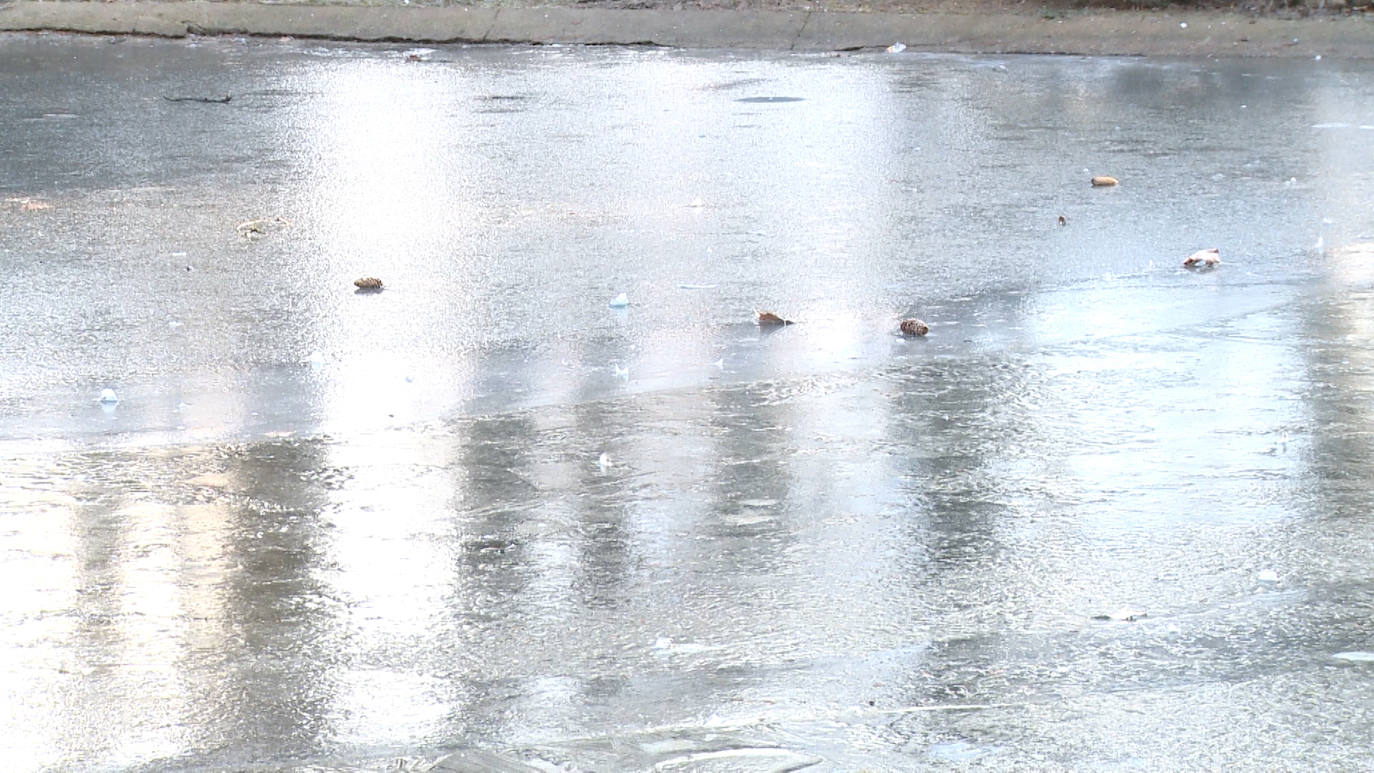 Fotos: Los patos que pasean sobre el agua