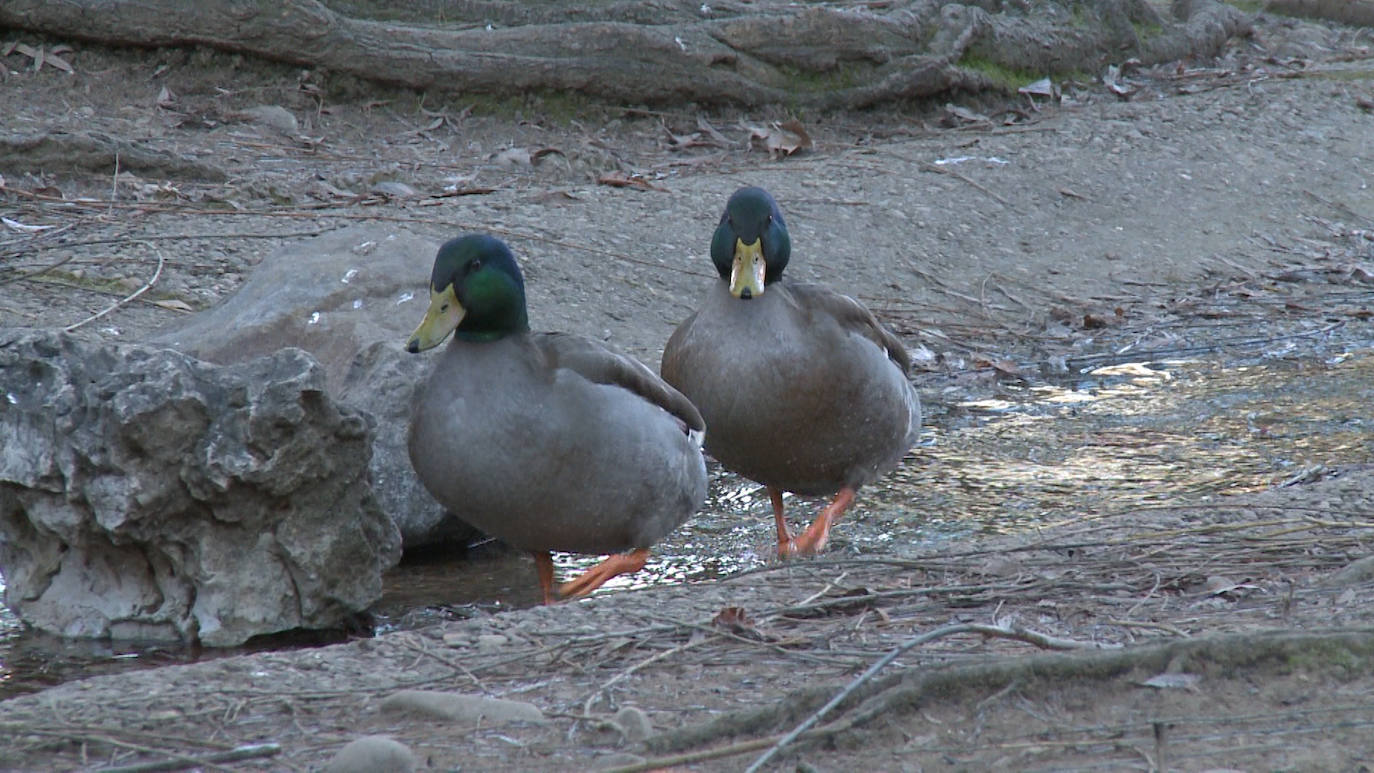 Fotos: Los patos que pasean sobre el agua