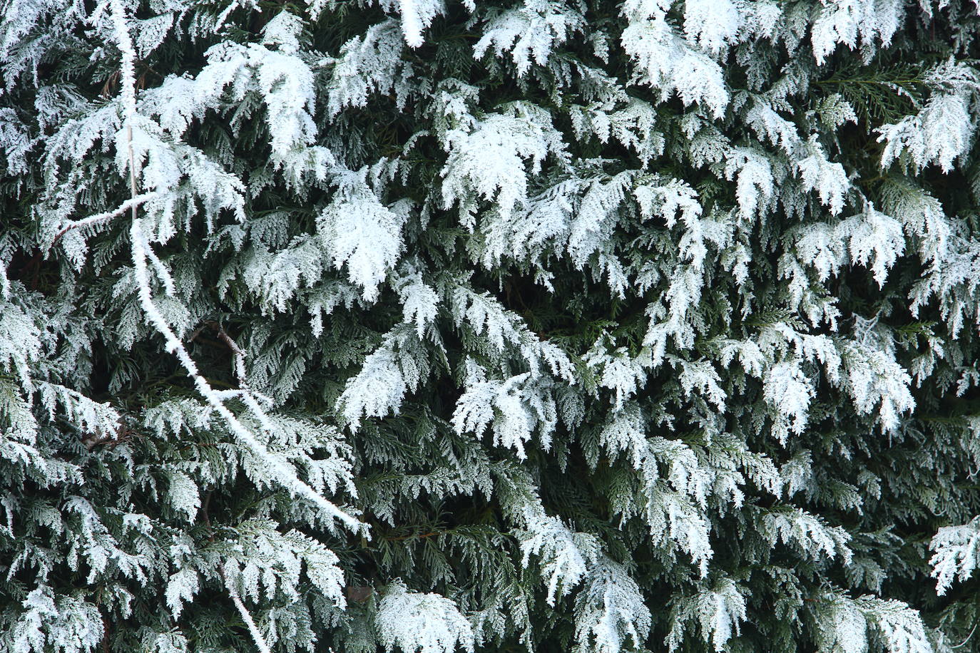 Fotos: Intensa helada en El Bierzo