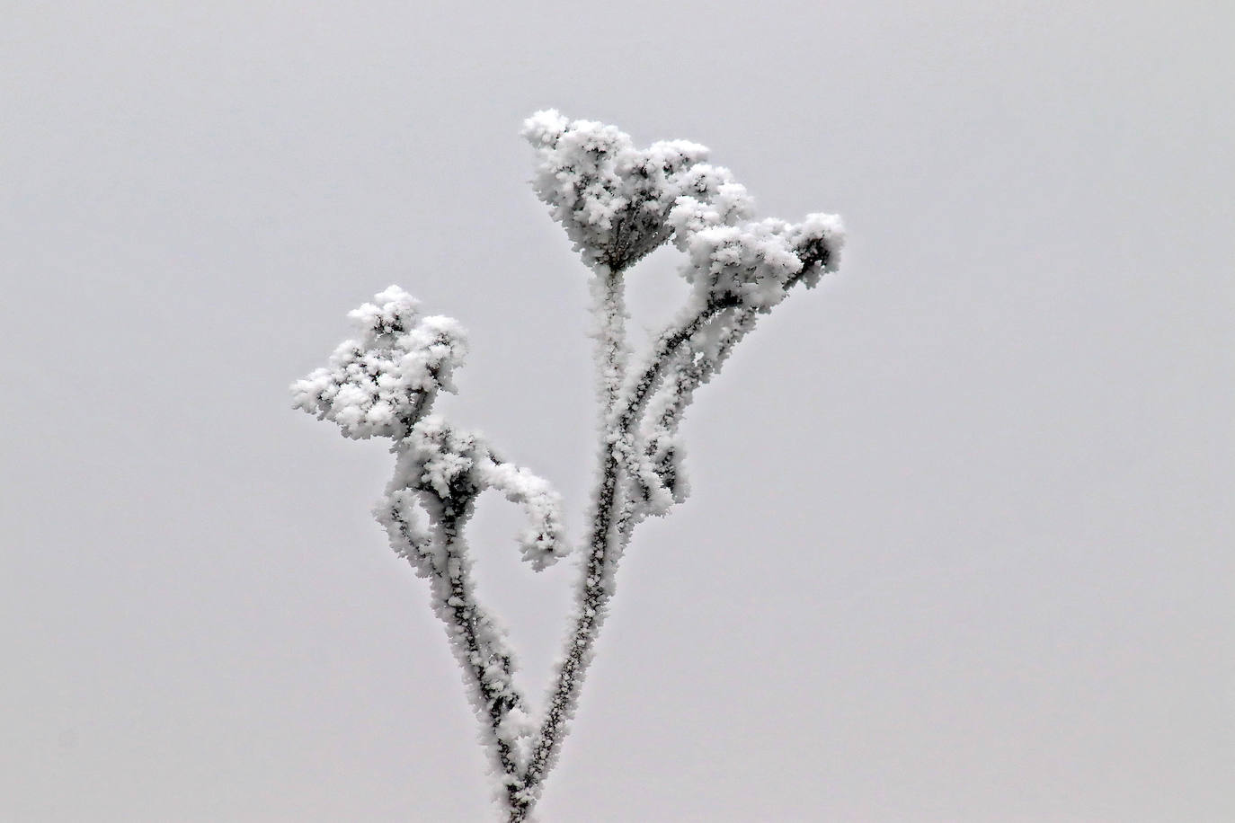 Los campos del Páramo muestra su cencellada. 