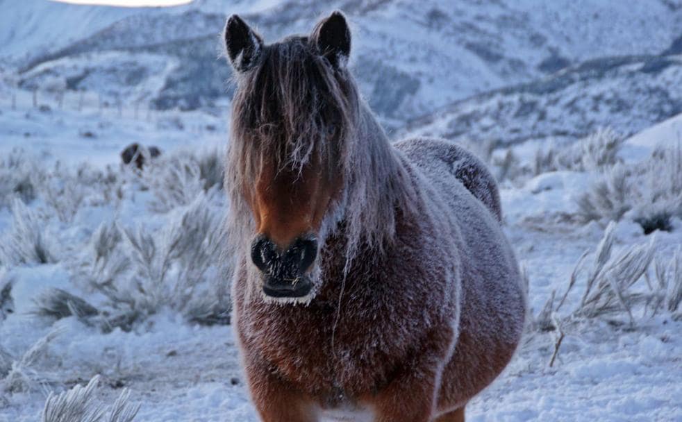 Un caballo de raza hispano-bretona ve cubierta su piel por la cercellada en la jornada más fría en Prado Veneiro.