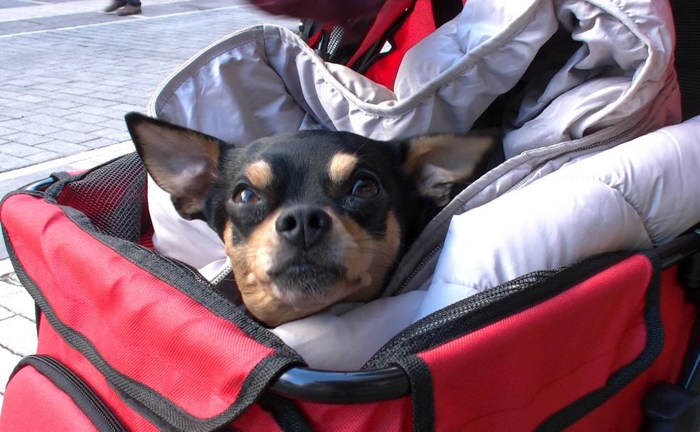 Un perro en un carrito pasea por la calle Ancha. 