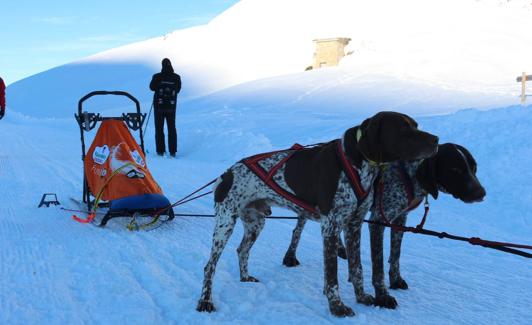 León se aficiona al mushing. 