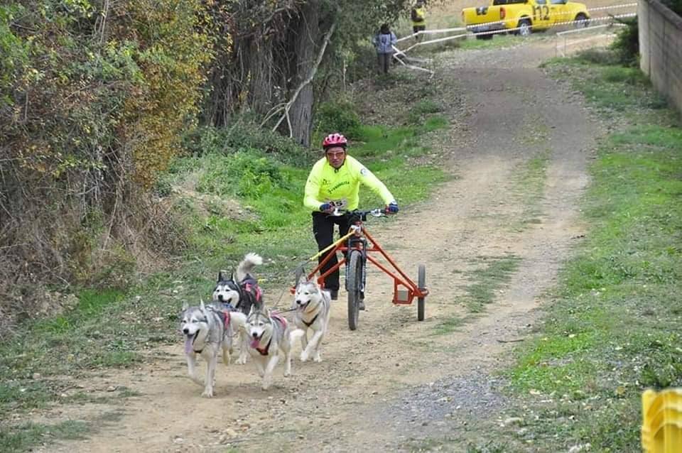 Velocidad, destreza, fuerza y pasión por la nieve unen al perro y al hombre. 