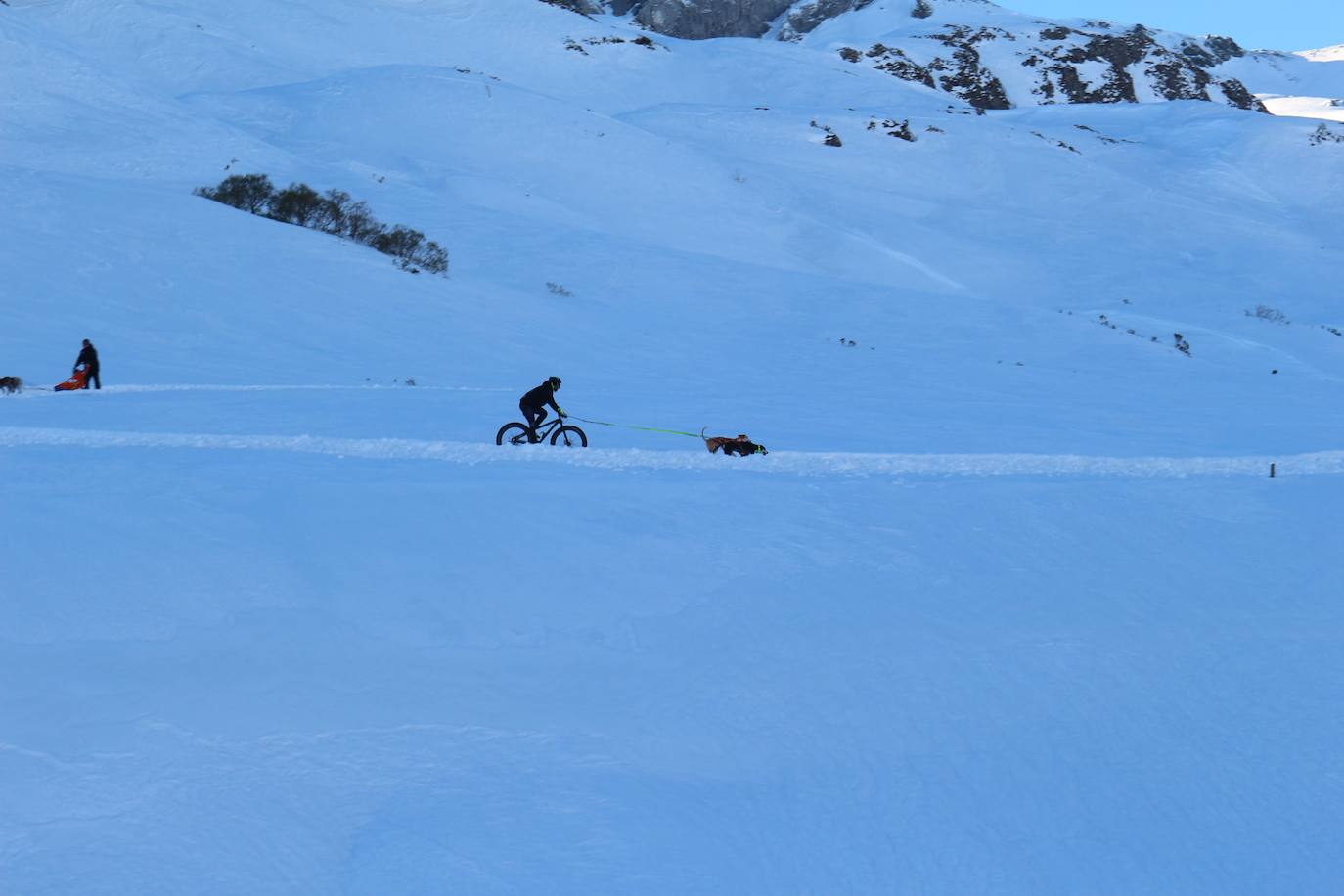 Velocidad, destreza, fuerza y pasión por la nieve unen al perro y al hombre. 